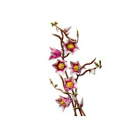 Конструктор LEGO Icons Гілки магнолії (11510).